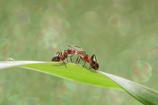 Fun and Interesting Ant Facts for Kids - Insect Lore