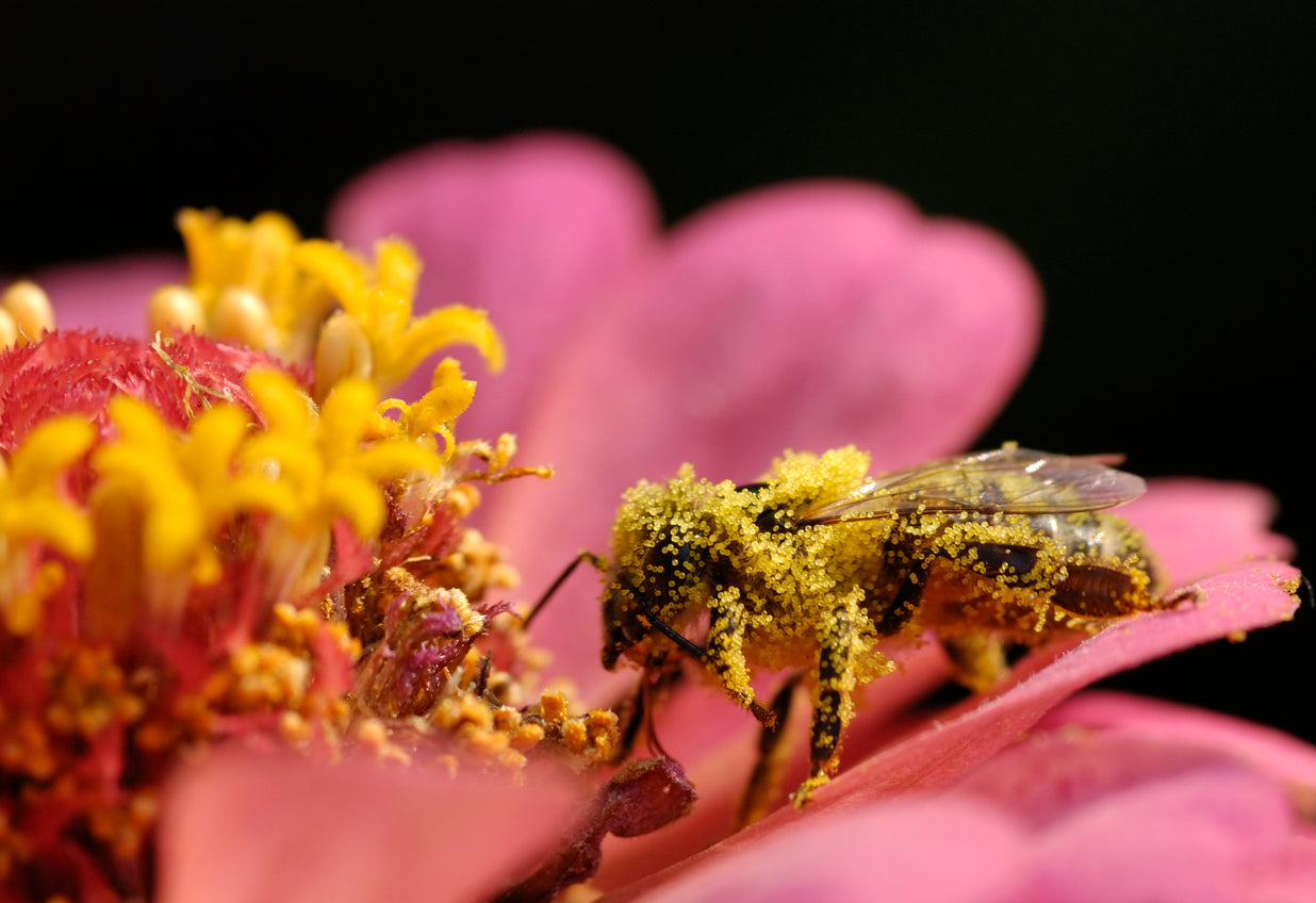 Curious Facts about Insect Pollination