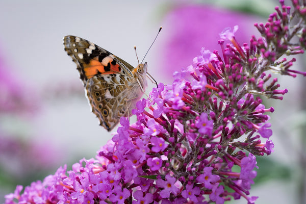 Butterfly Pollination - Insect Lore