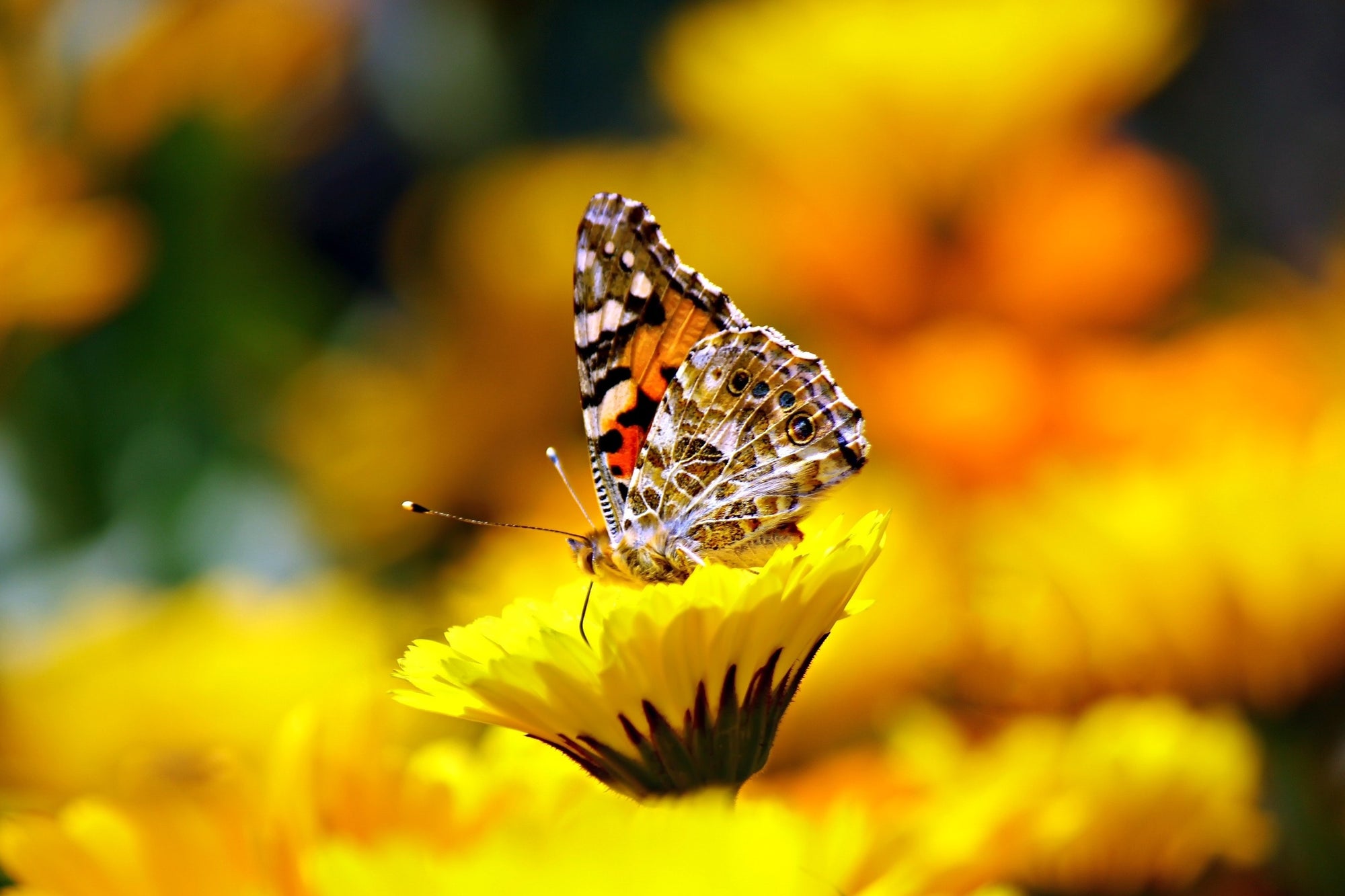 Characteristics of Insect Pollinated Flowers - Insect Lore