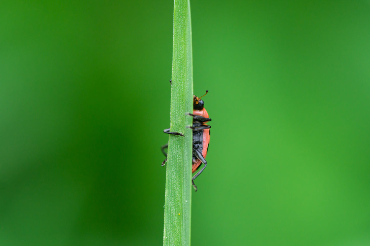 All About Ladybugs, Climate and Temperature