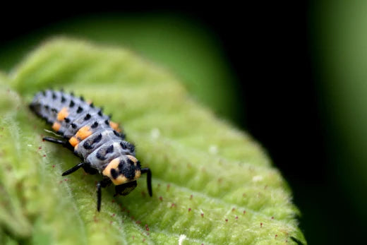 Life Cycle of a Ladybug