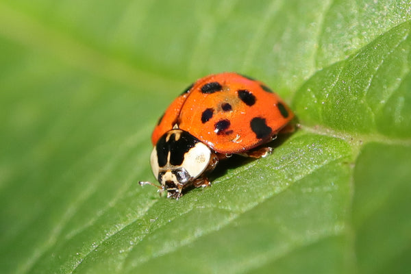 Spot the Difference: Ladybug and Asian Beetle - Insect Lore