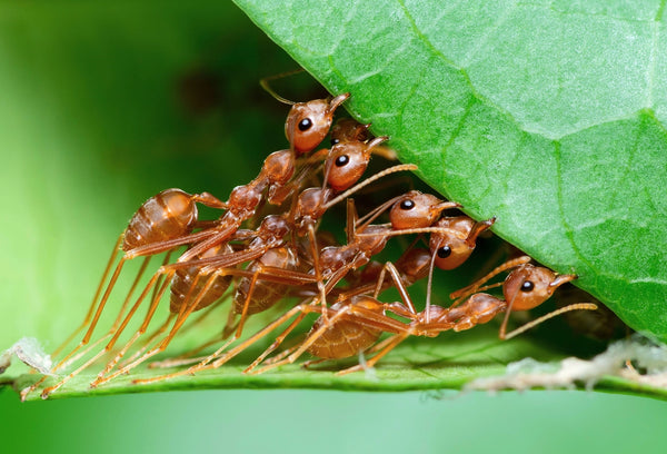 5 Fascinating Ant Colony Behaviors - Insect Lore