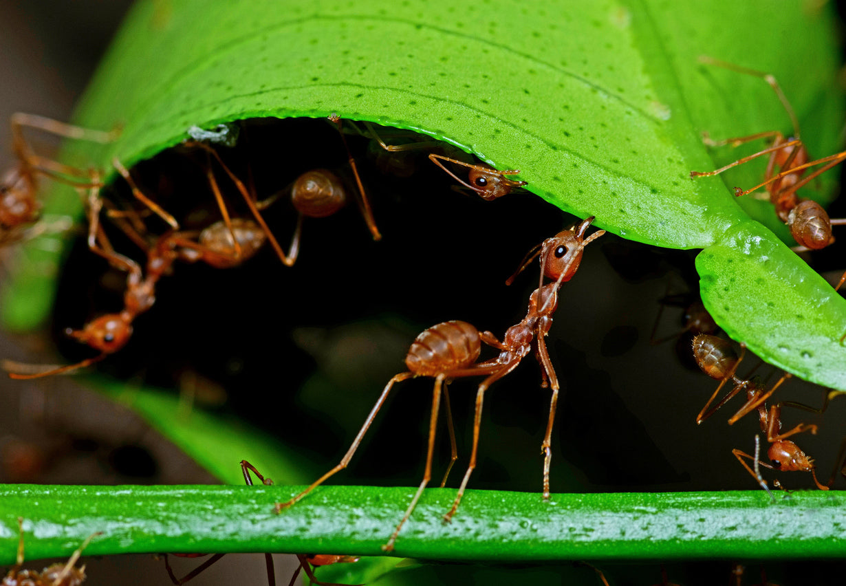 Ant Lore: Size, Strength and Intelligence