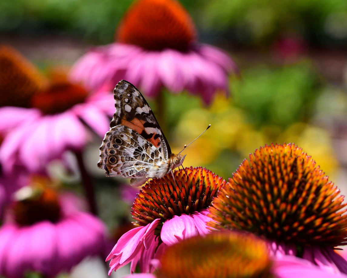 Best Pollinator Plants