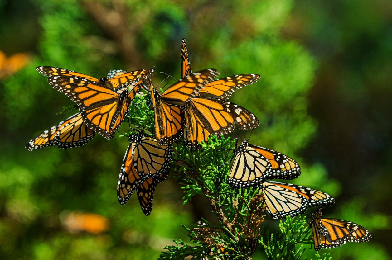 On sale Butterfly Full of Butterflies