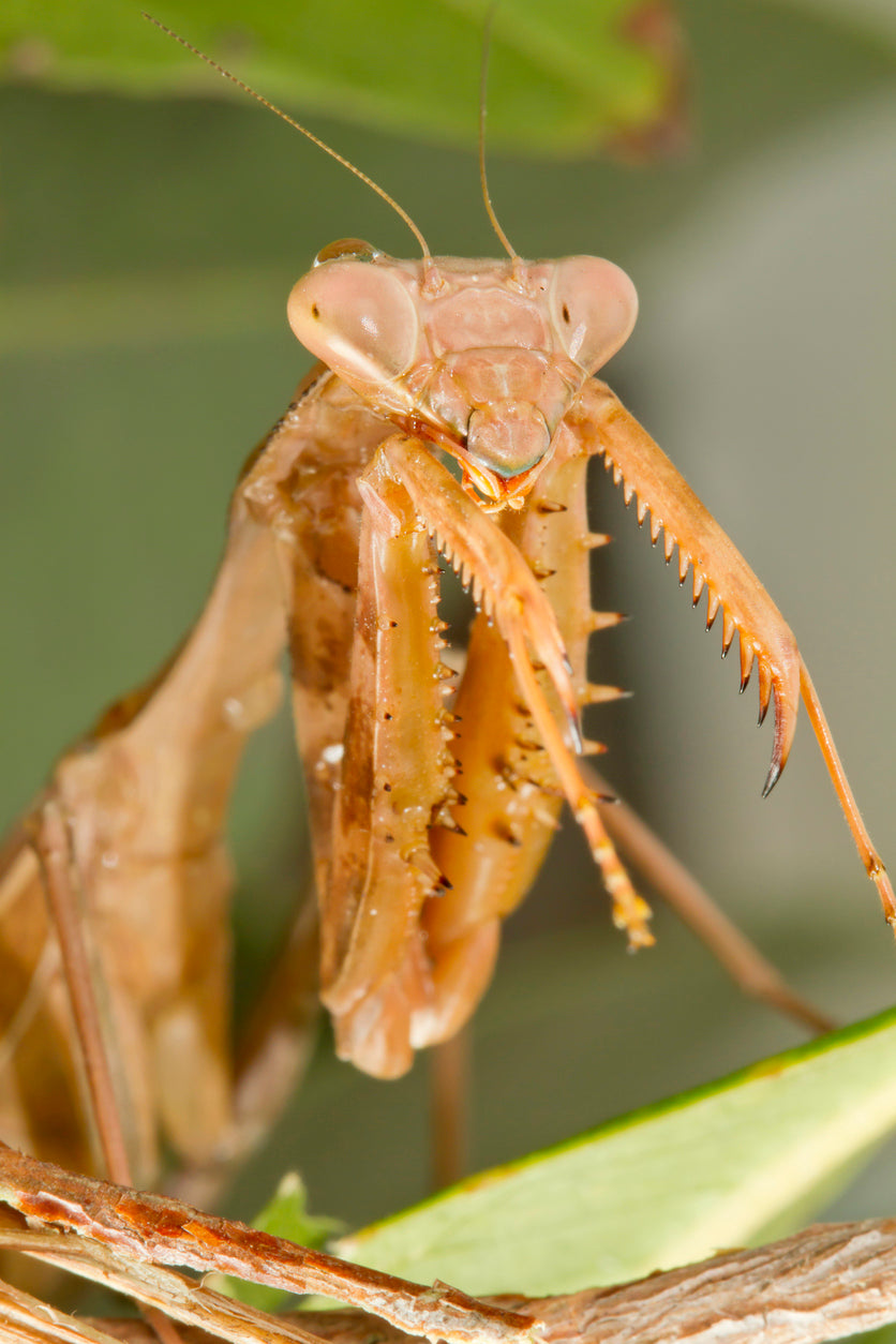 Praying Mantis Anatomy and Physiology