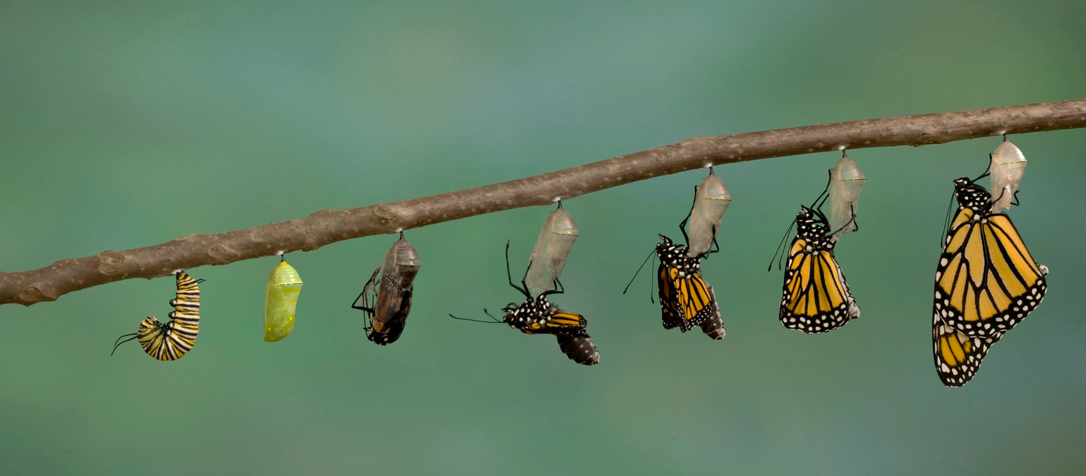 The Mysterious World of Insect Metamorphosis