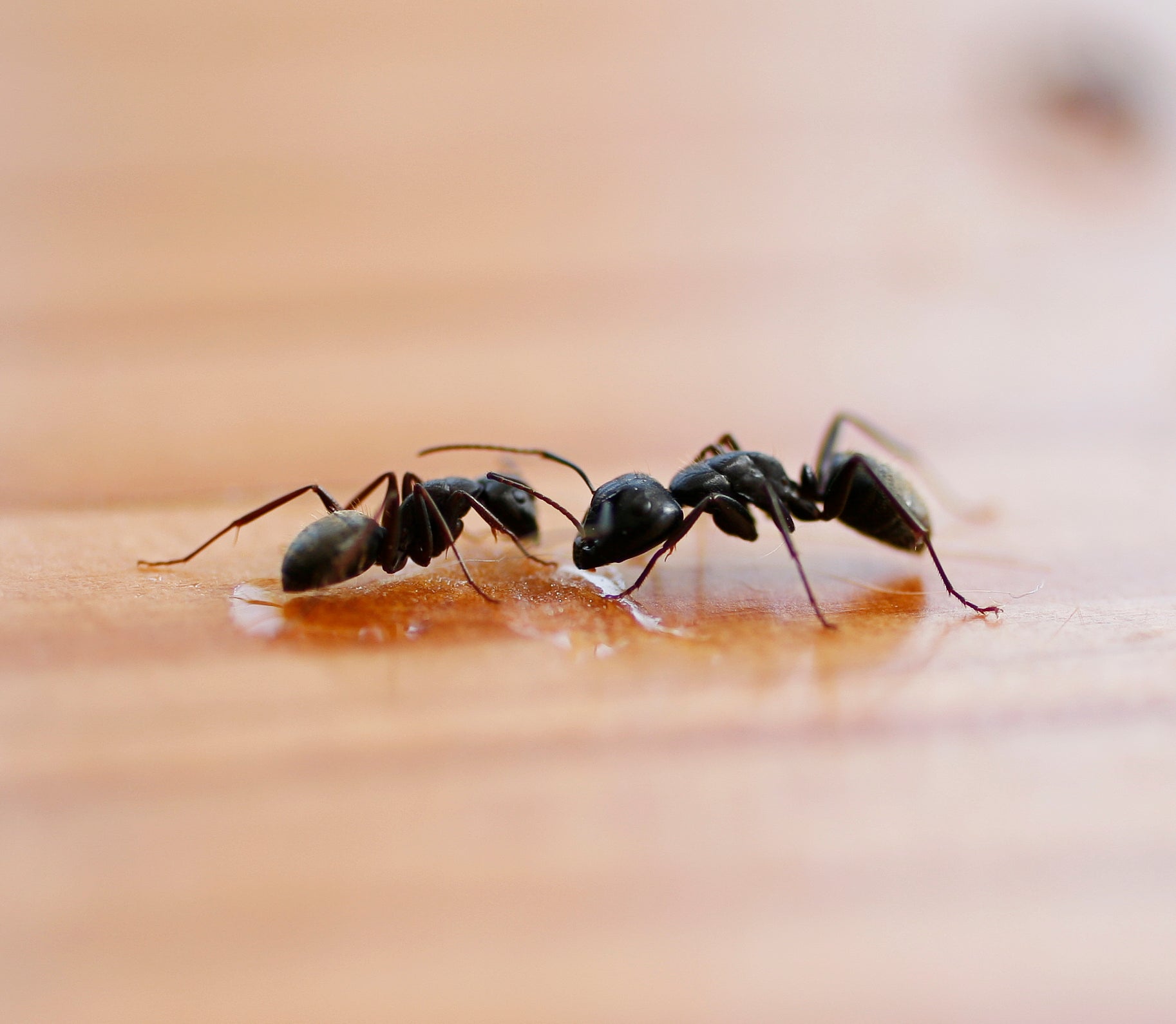 What Do Ants Eat?