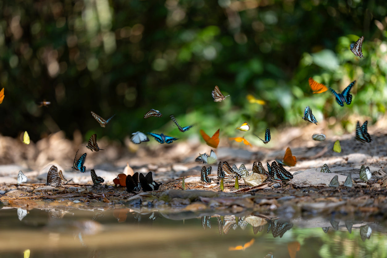 Why Butterflies Are Important to the Environment