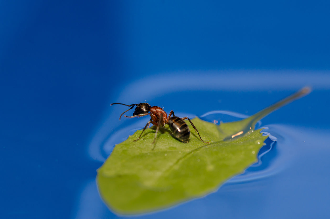 How Long Can Ants Live Without Food?