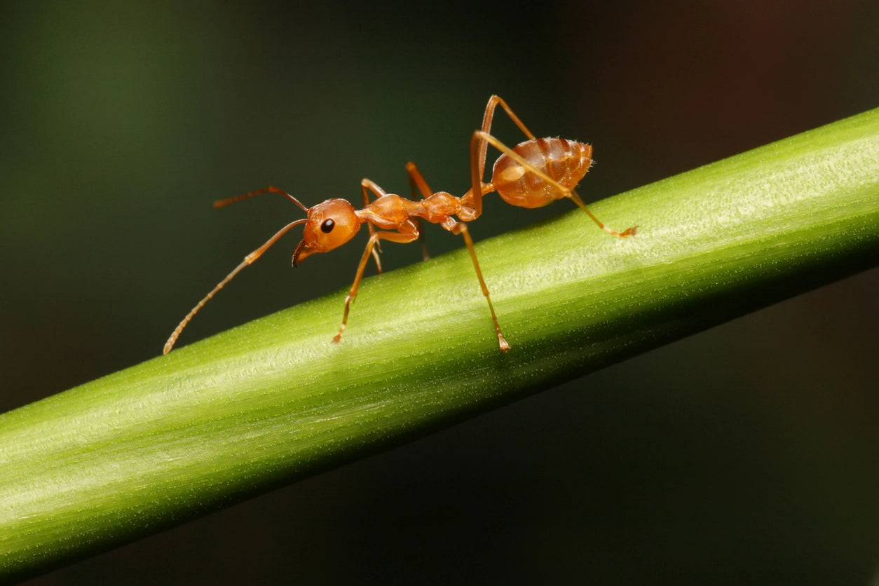 The Ecological Importance of Ants