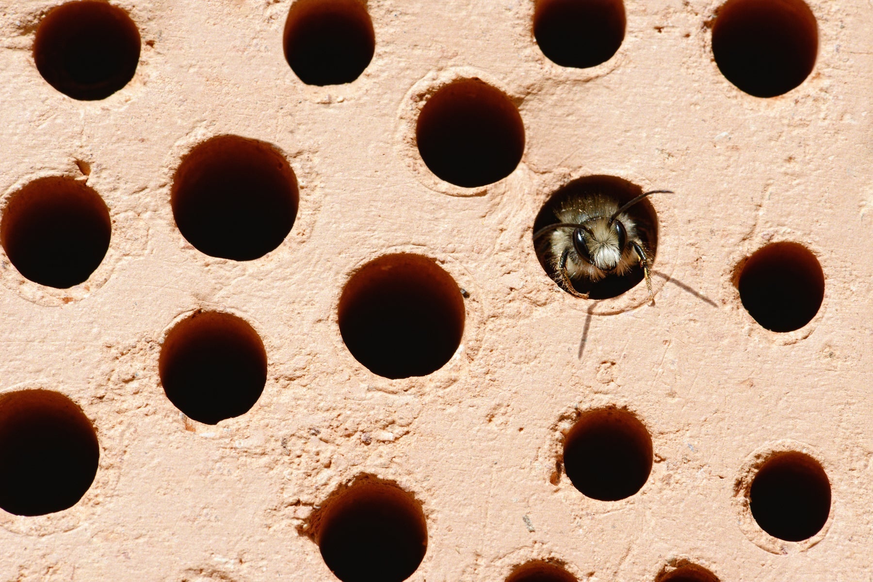 Mason Bee FAQs for Kids