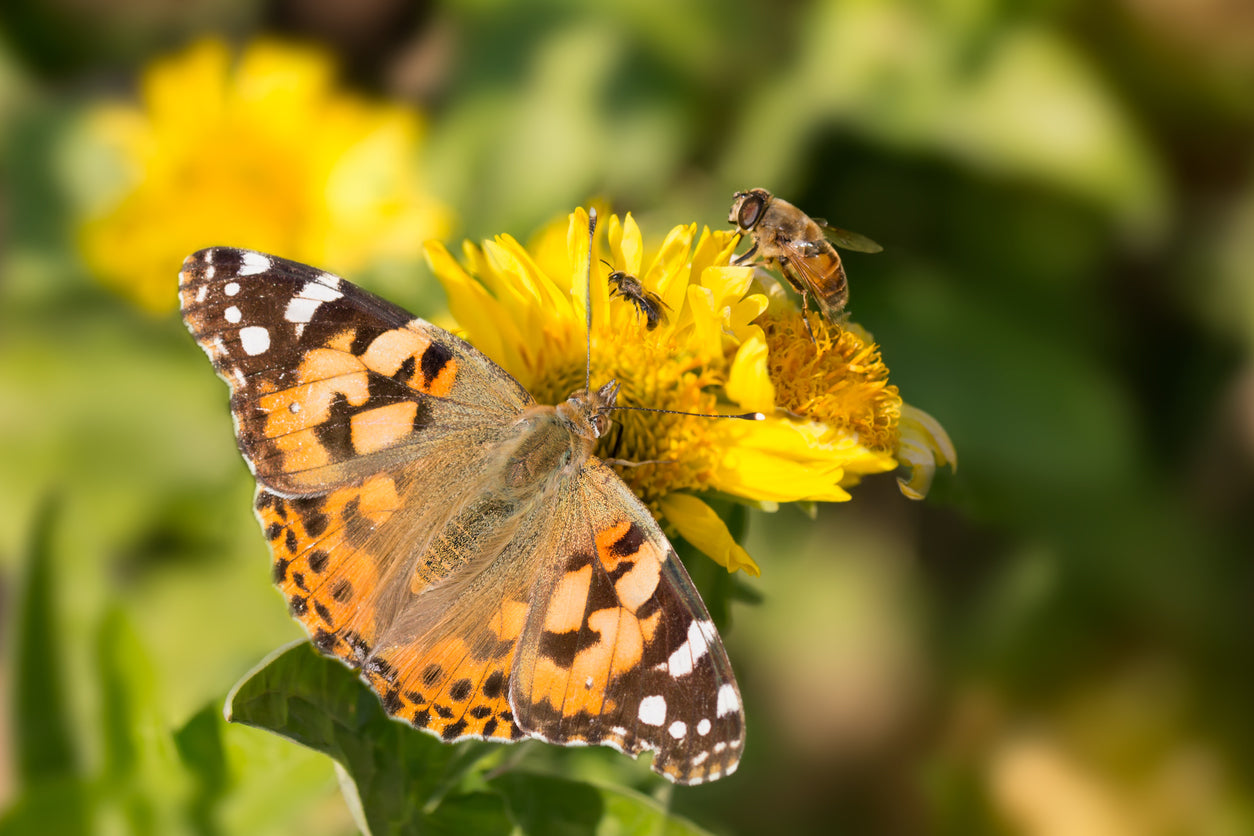 Pollination for Kids