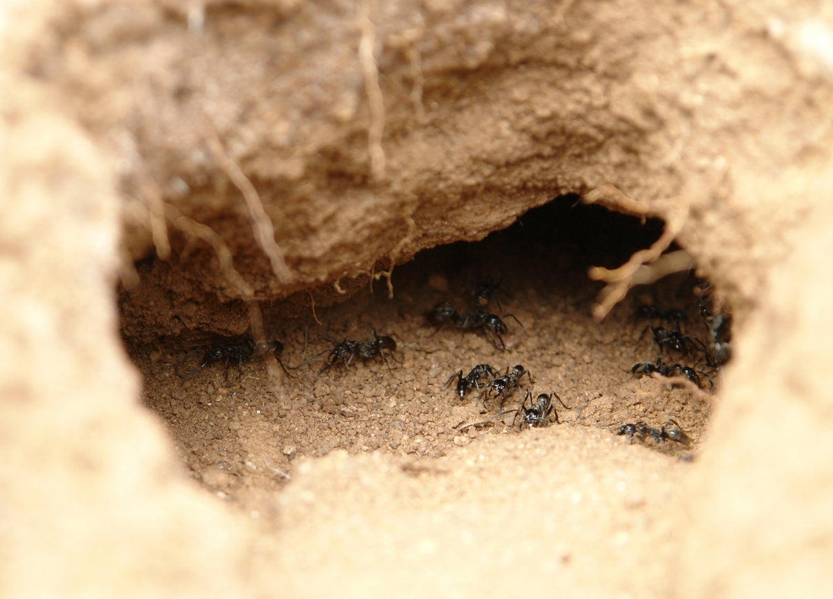 Ant Hills, Nests and Tunnel Systems