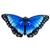 Dress Up Blue Morpho Butterfly Wings