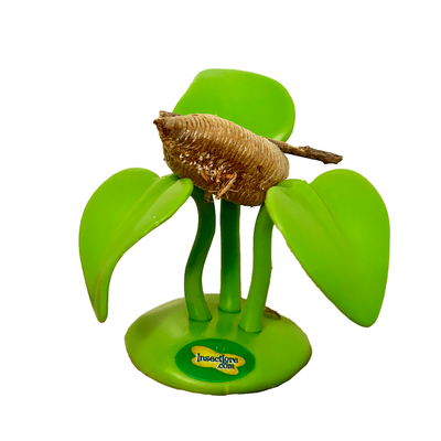 Praying Mantis Gift Set