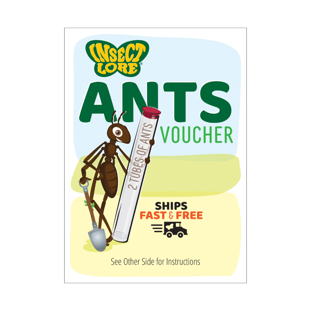 Ant Hill™ with Prepaid Voucher for Live Ants