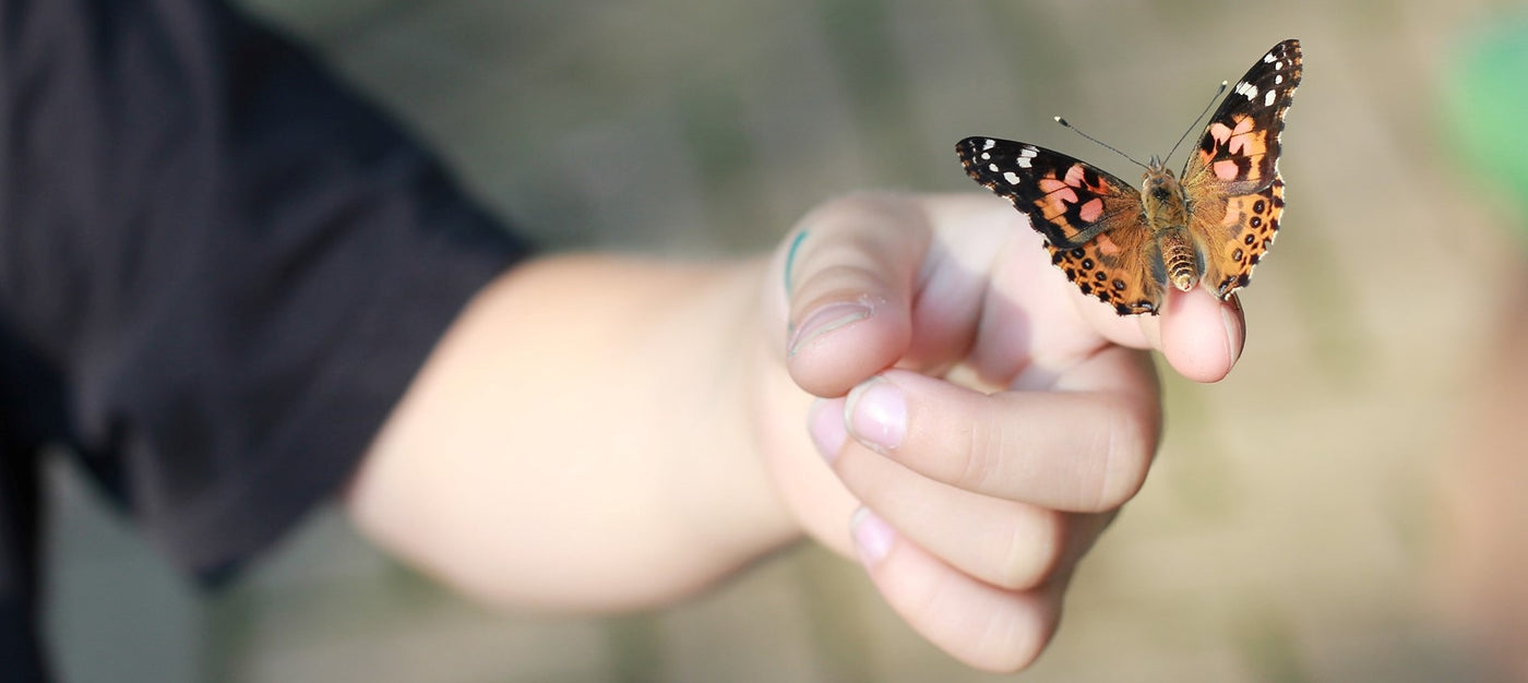 Ladybugs - Insect Lore