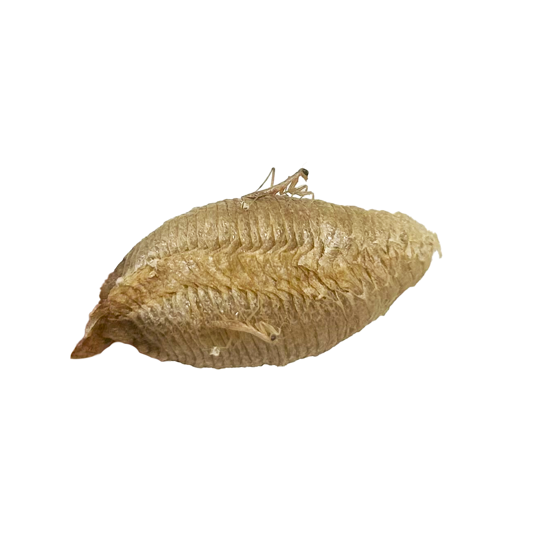 Praying Mantis Egg Case - Special Offer!