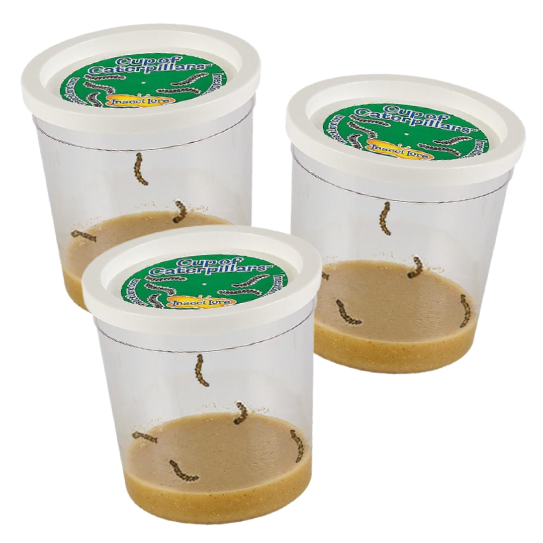 Three Cups of Caterpillars™ for $30!