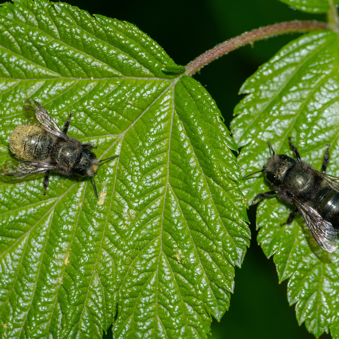 Straw of Mason Bee Cocoons