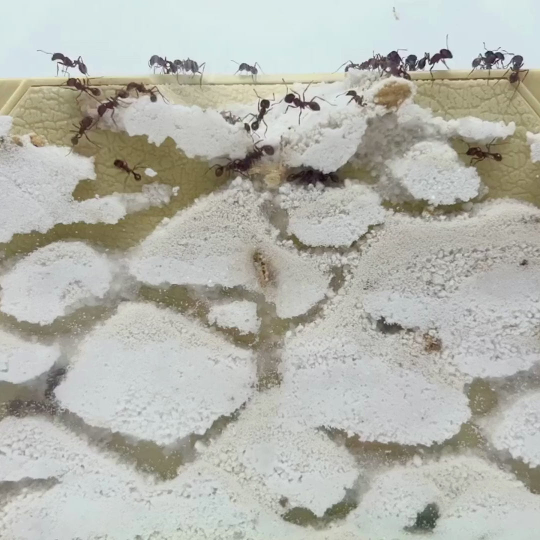 Ant Hill™ with Voucher for Live Ants