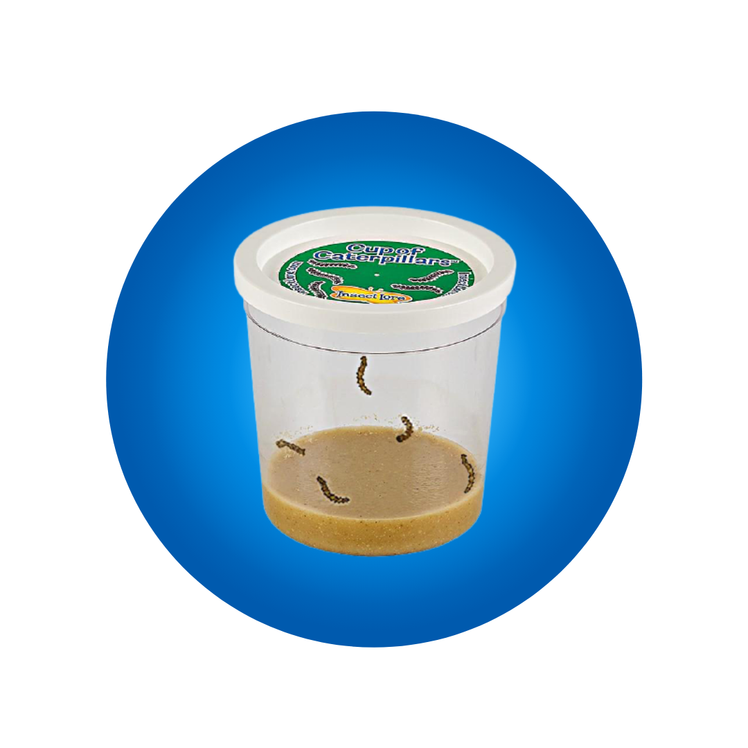 Cup of 5 Baby Caterpillars on a blue circle background