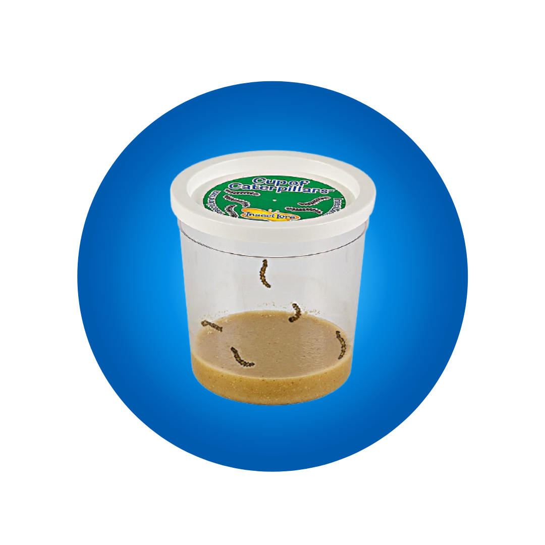 Cup of Caterpillars™  Shop Caterpillar Refills for Butterfly Kits - Insect  Lore