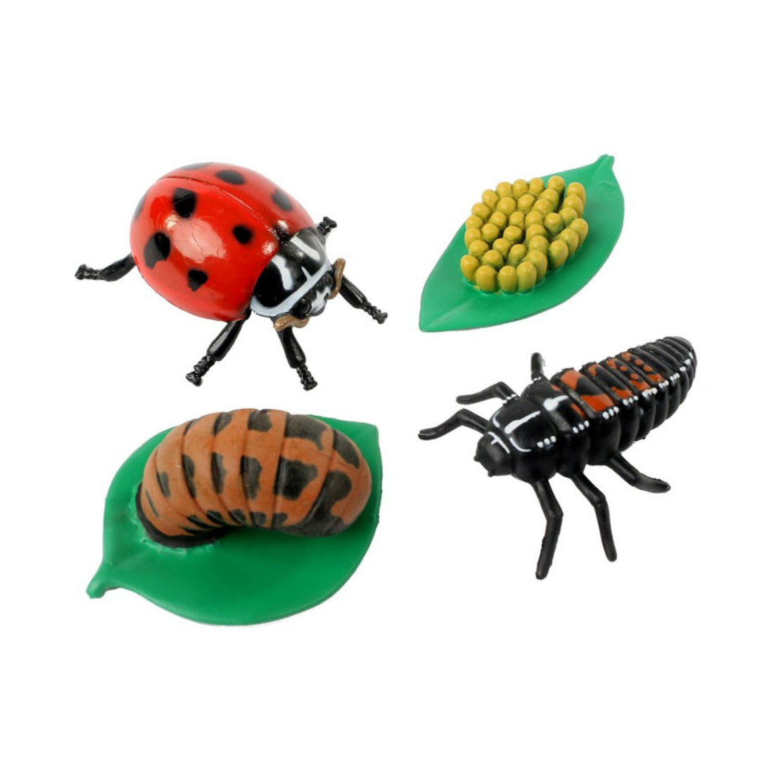 Ladybug Life Cycle Figurines  Explore Ladybug Development Stages - Insect  Lore
