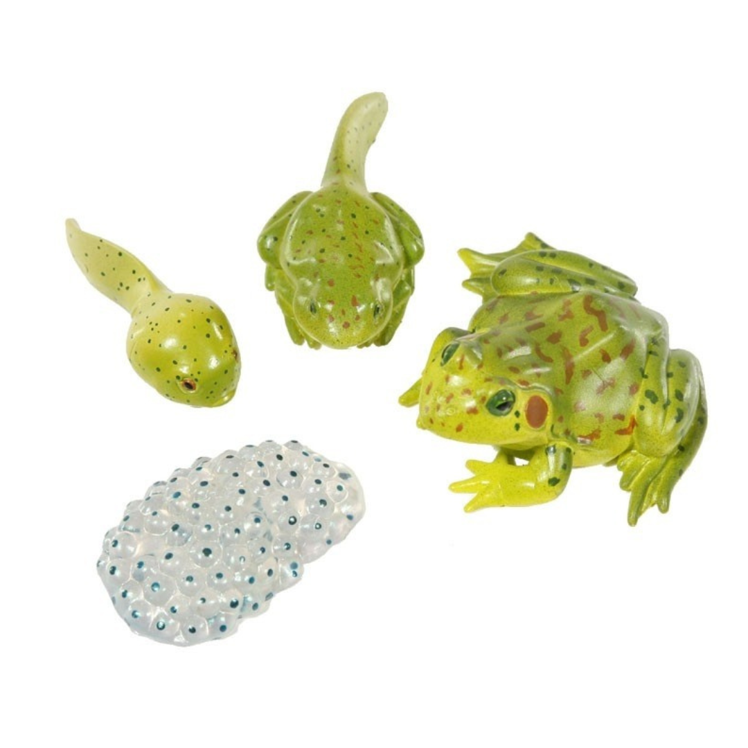 Frog Life Cycle Figurines for Kids  Explore Frog Development Stages -  Insect Lore