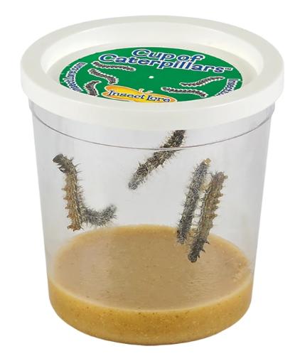 Caterpillar to Butterfly Kit: Shipped with Live Caterpillars - Nature Gift  Store